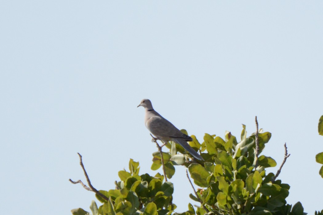 Kumru