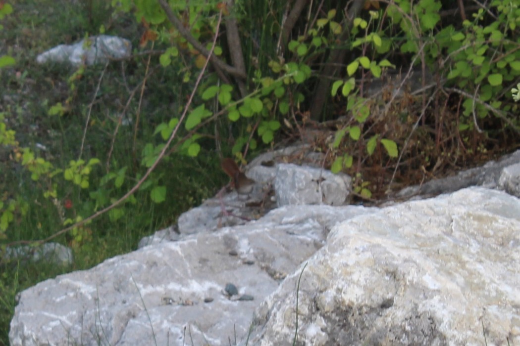 Cetti`s Warbler
