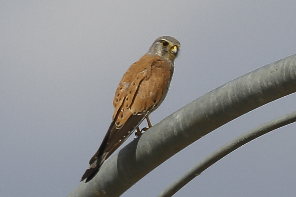 Common Kestrel
