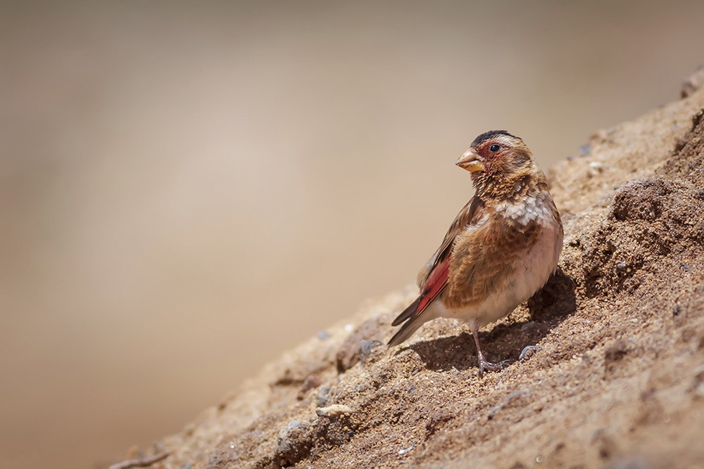 Crimson-winged Finch