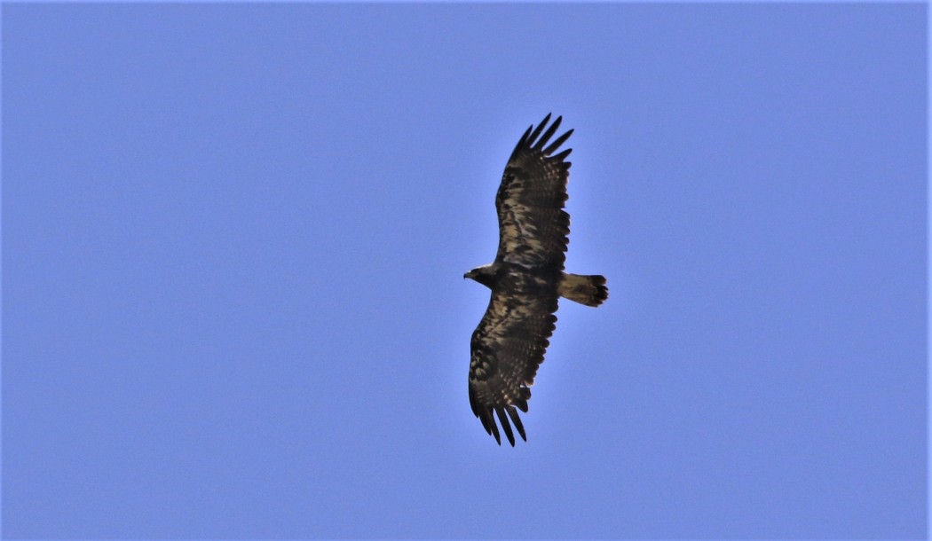Şah kartal