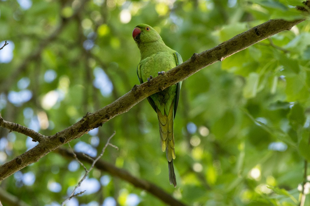 Rose-ringed Parakeet
