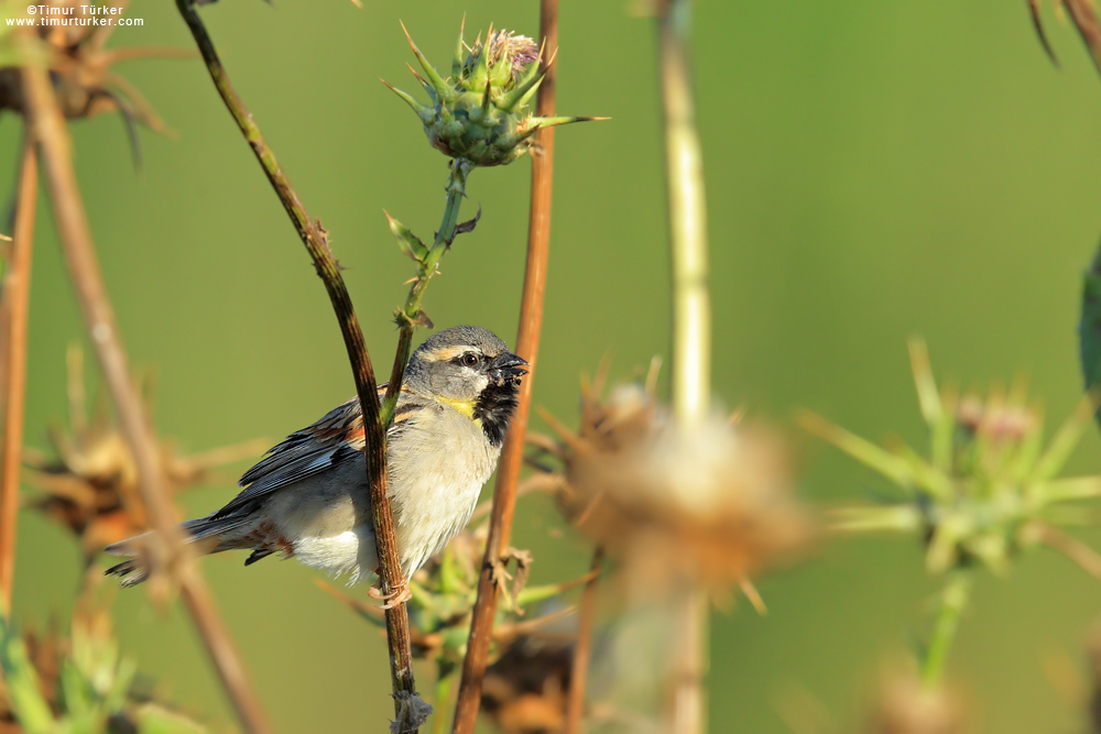 Dead Sea Sparrow