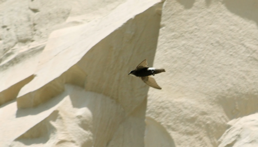 Little Swift