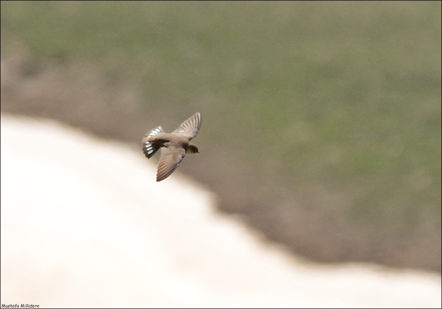 Eurasian Crag Martin