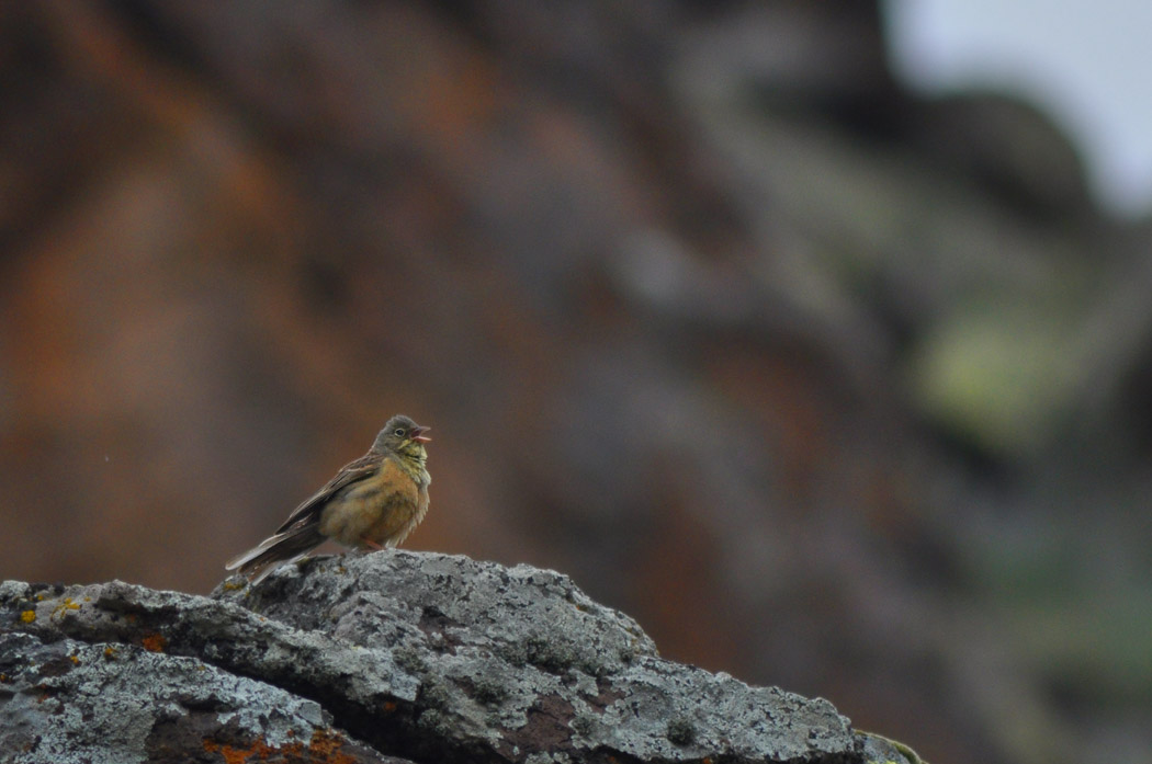 Ortolan Bunting