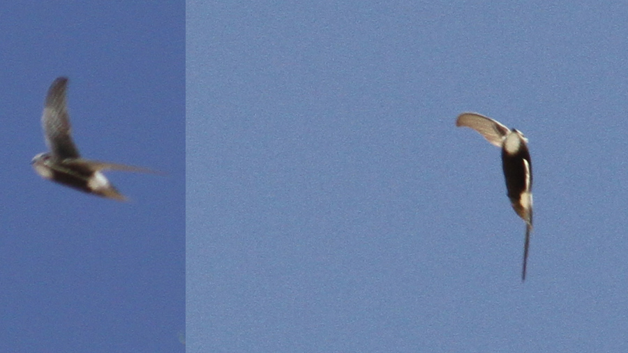 Little Swift