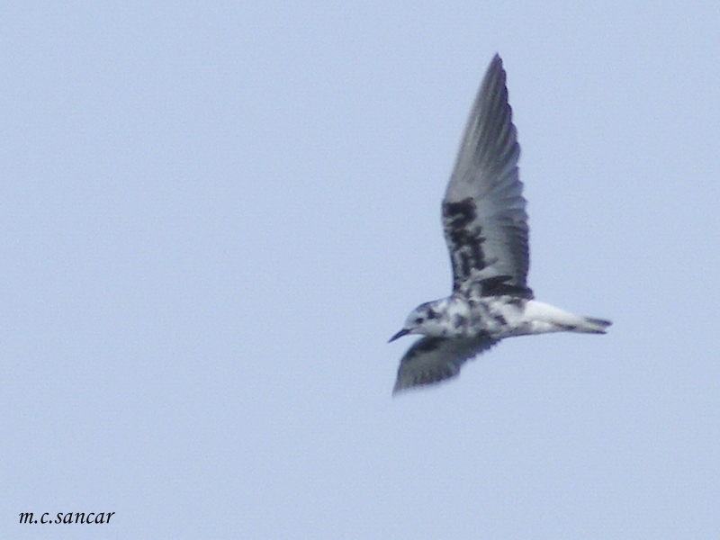 White-winged Tern