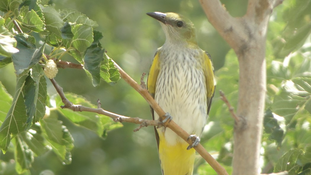 Eurasian Golden Oriole