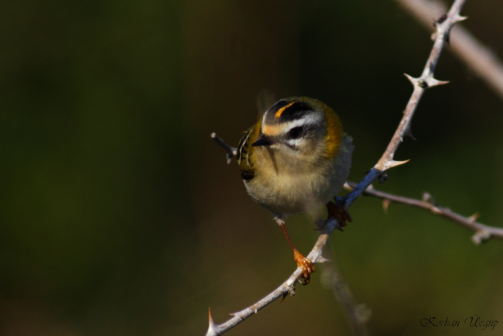 Common Firecrest