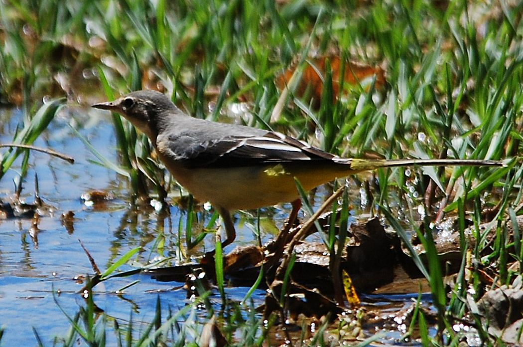 Grey Wagtail