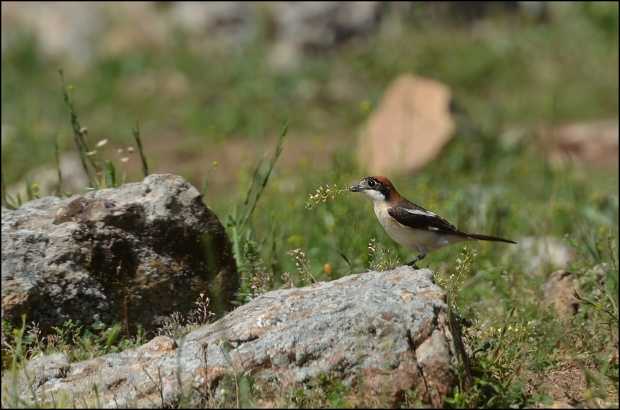 Woodchat Shrike
