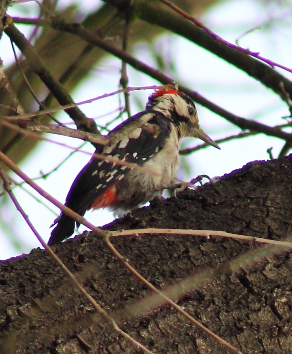 Syrian Woodpecker