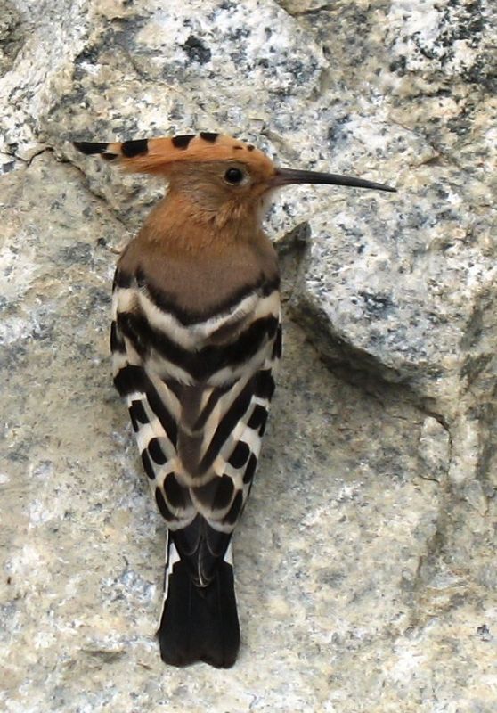 Common Hoopoe