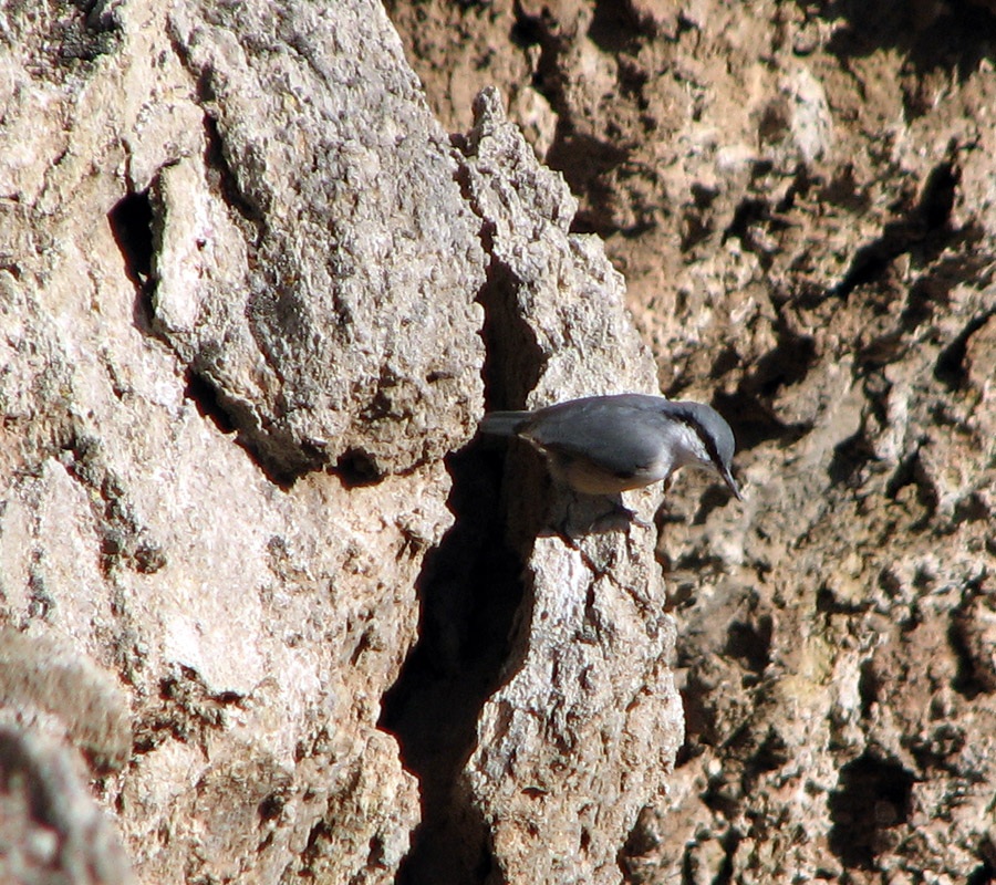 Western Rock Nuthatch