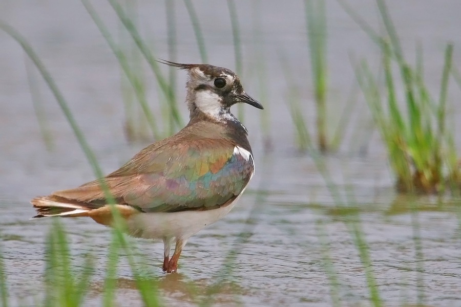 Northern Lapwing