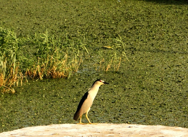 Black-crowned Night Heron