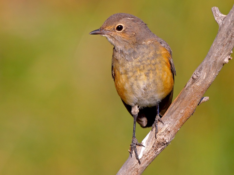 White-throated Robin