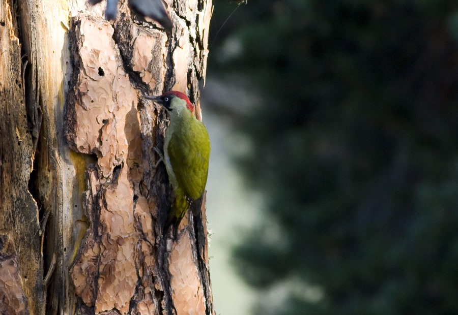 European Green Woodpecker