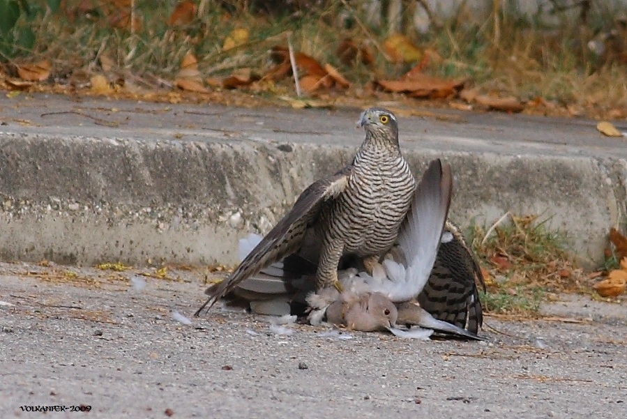 Eurasian Sparrowhawk