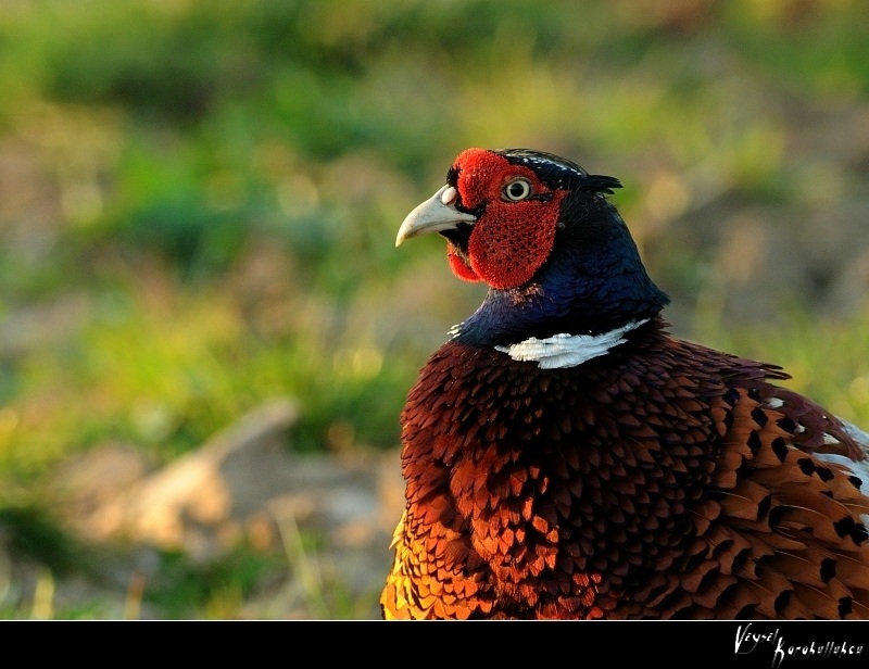 Common Pheasant