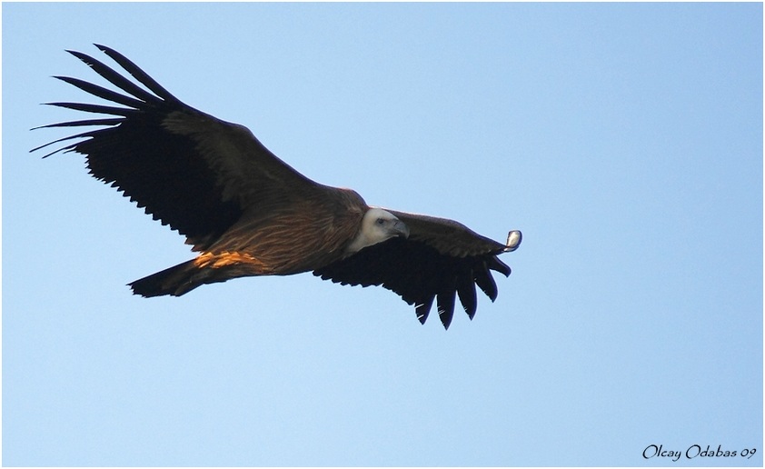 Griffon Vulture