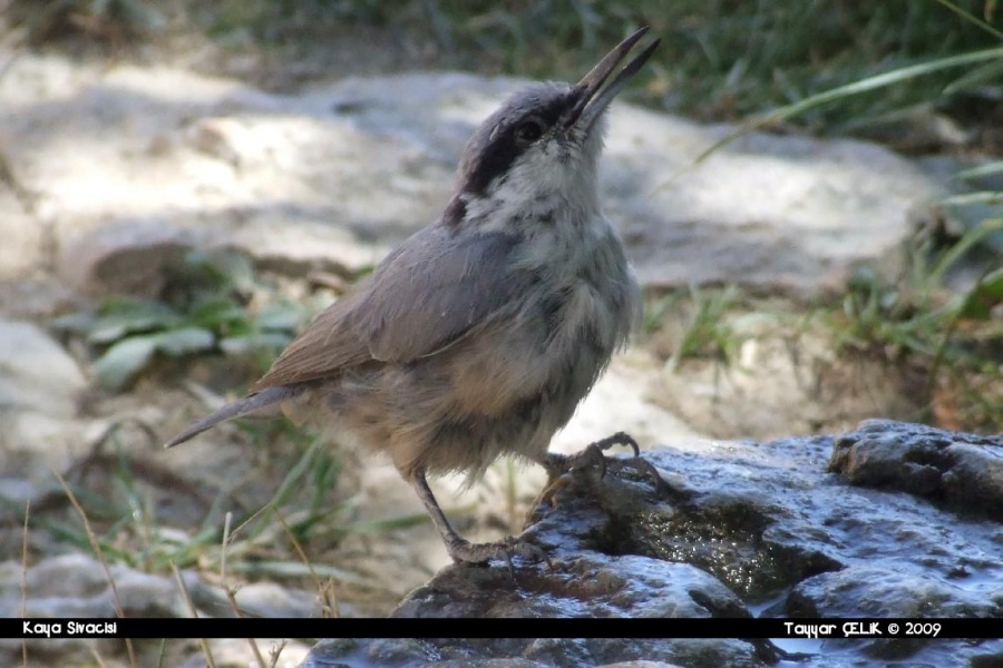 Western Rock Nuthatch