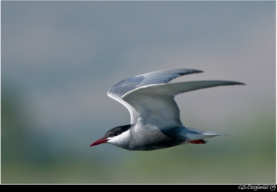 Whiskered Tern