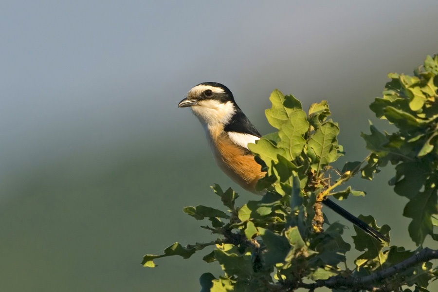 Masked Shrike
