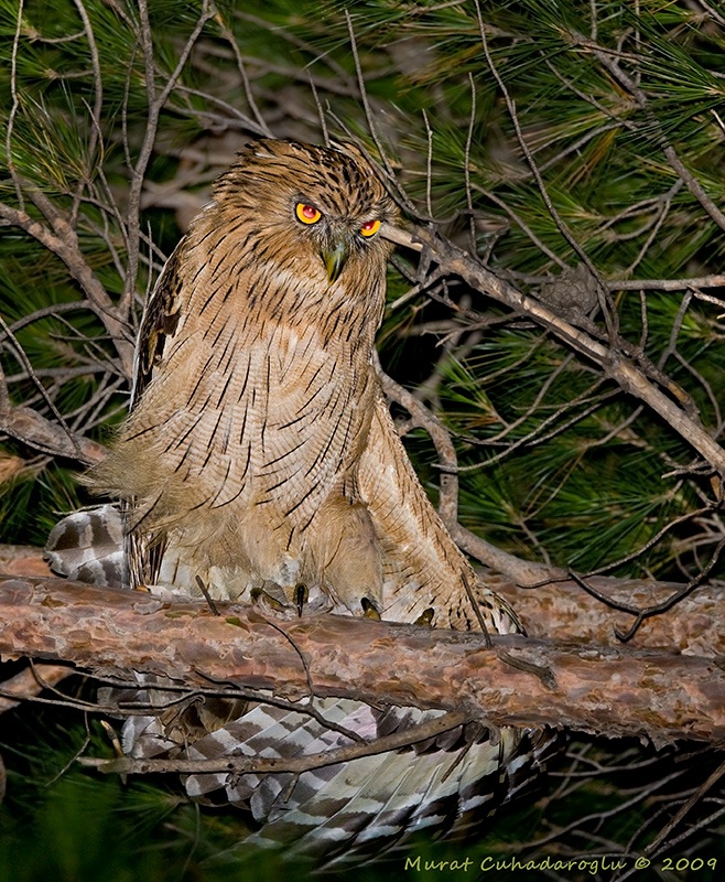 Brown Fish Owl