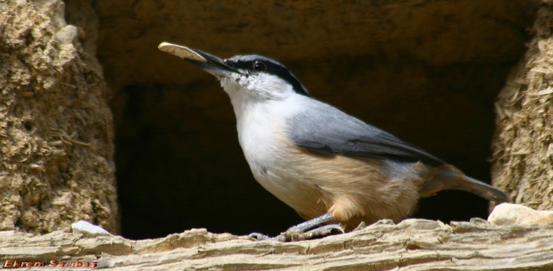 Western Rock Nuthatch