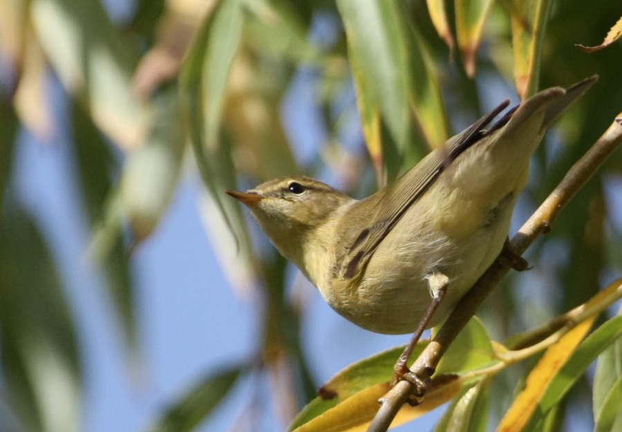 Willow Warbler