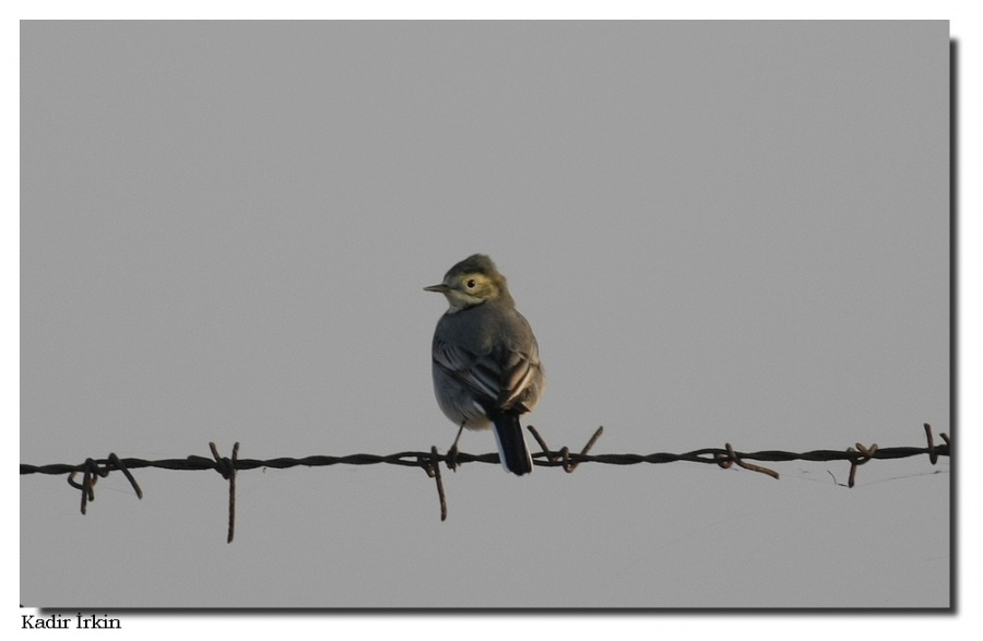White Wagtail