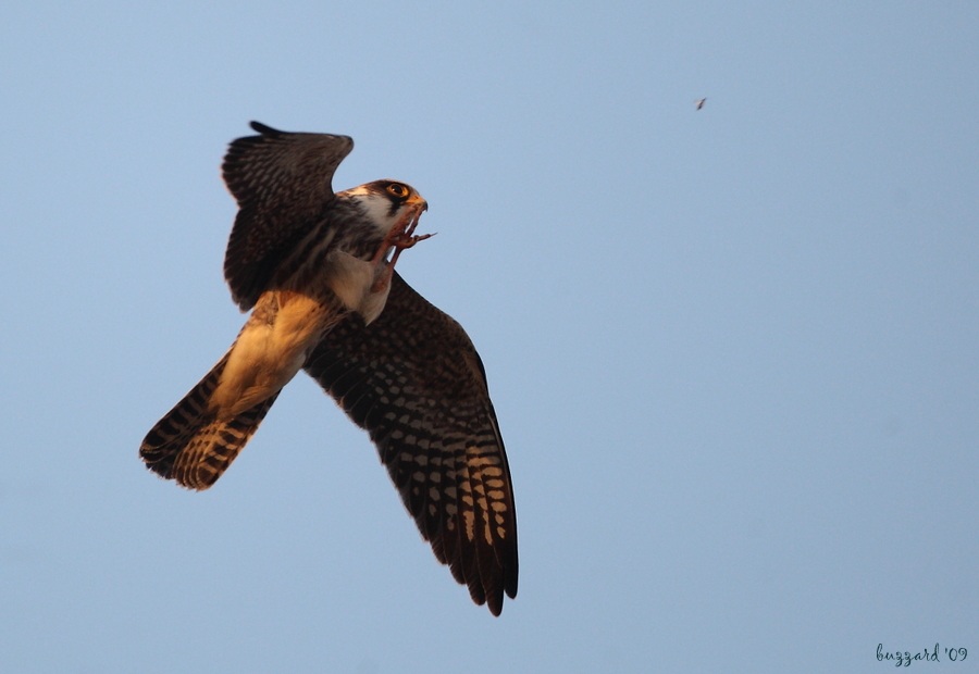 Red-footed Falcon