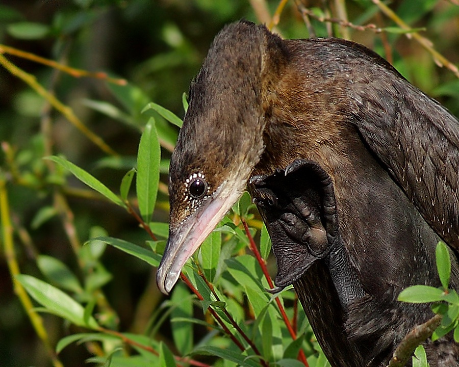 Pygmy Cormorant