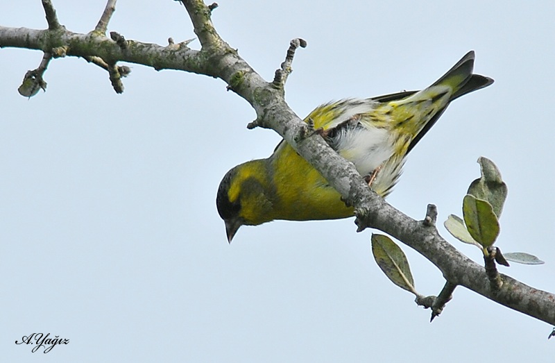 Eurasian Siskin