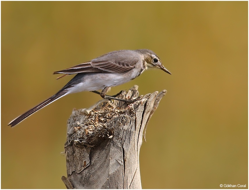 White Wagtail