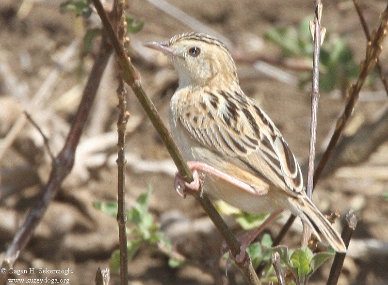 Zitting Cisticola