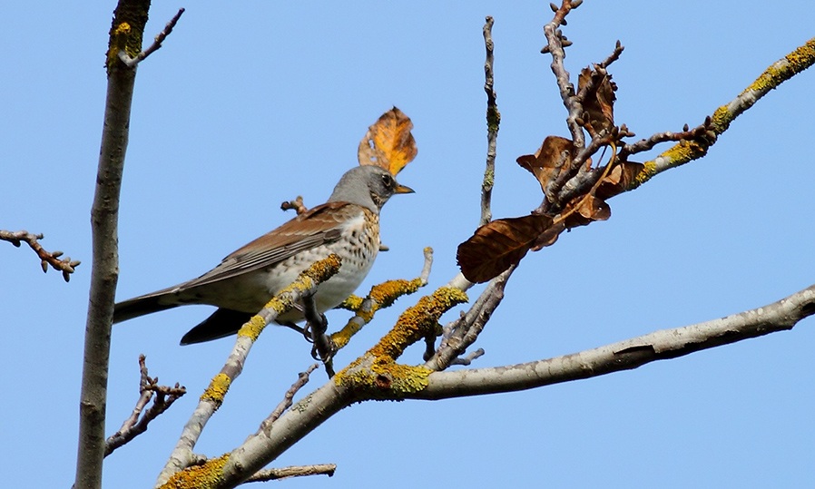 Fieldfare
