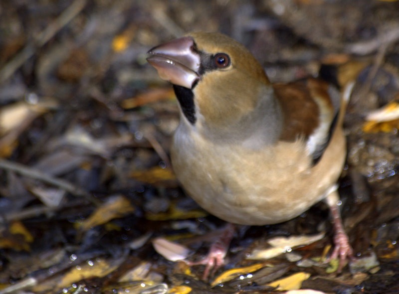 Hawfinch
