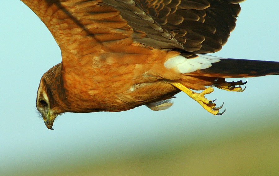 Montagu`s Harrier