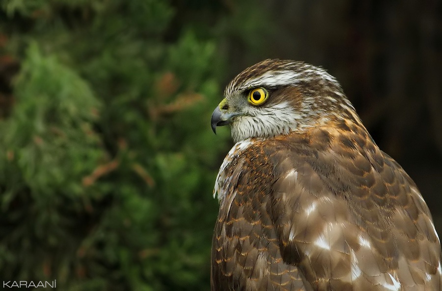 Eurasian Sparrowhawk