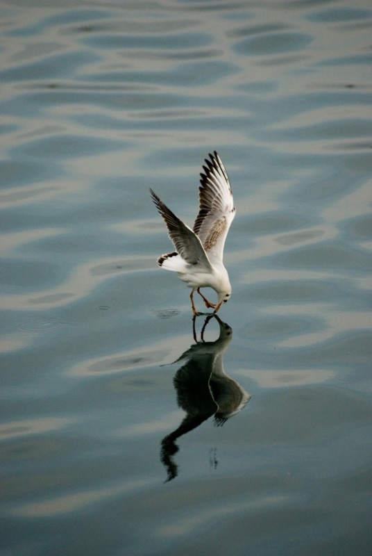 Black-headed Gull