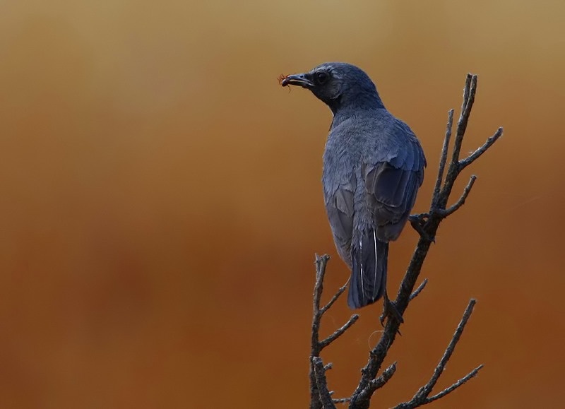 White-throated Robin