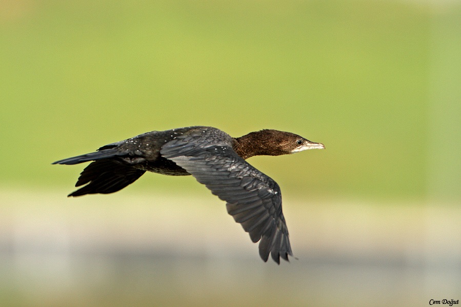 Pygmy Cormorant