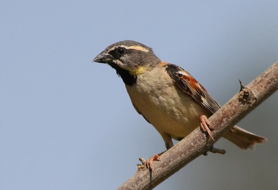 Dead Sea Sparrow