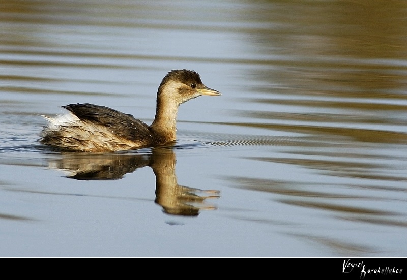 Little Grebe