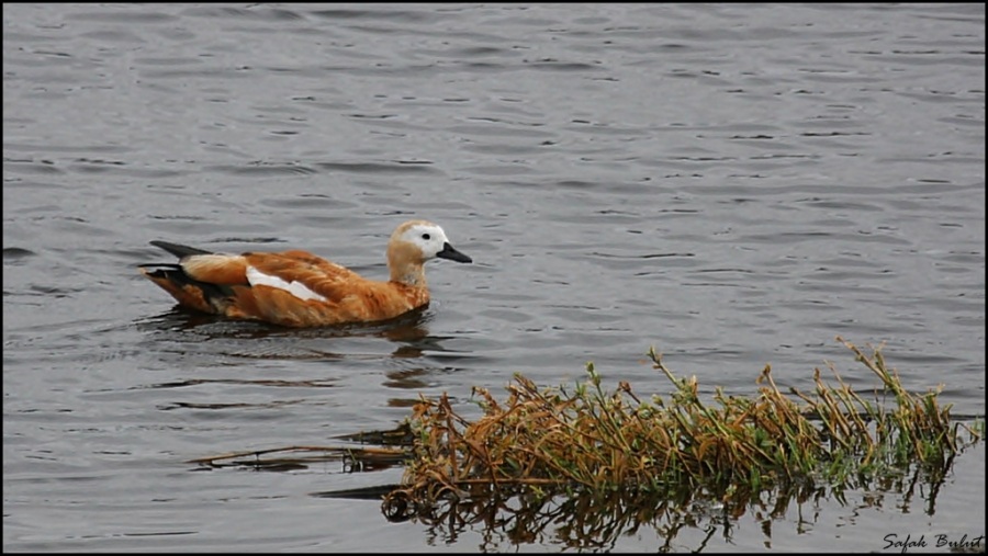 Ruddy Shelduck