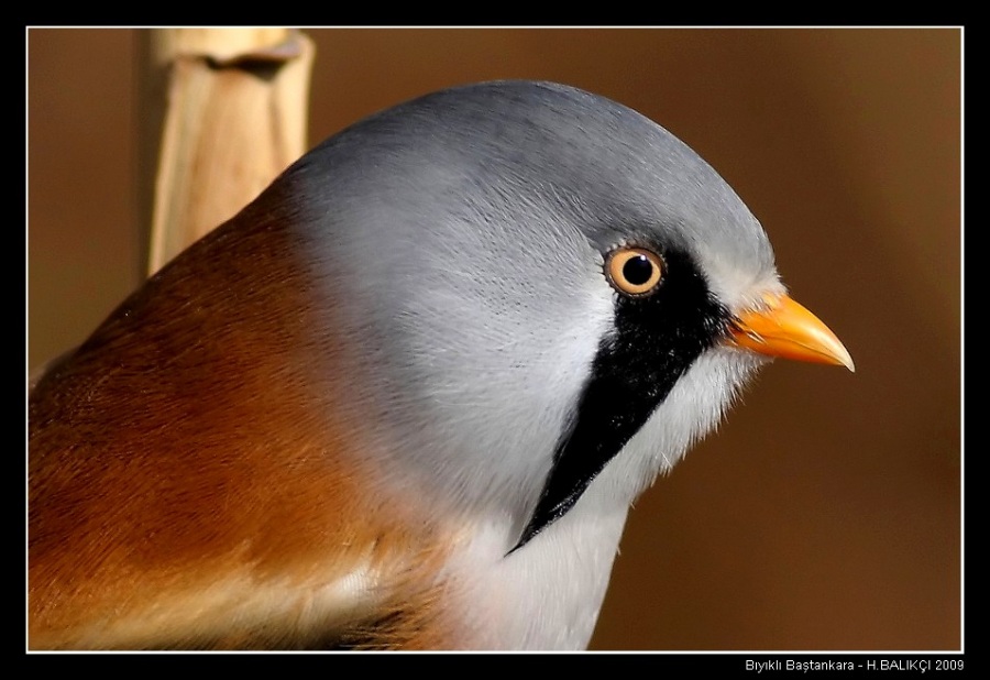 Bearded Reedling