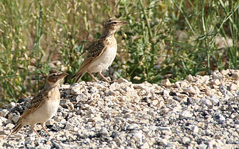 Bimaculated Lark